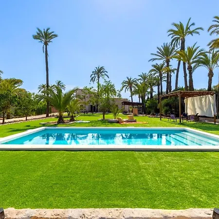 Historical Palms By Fidalsa Elche