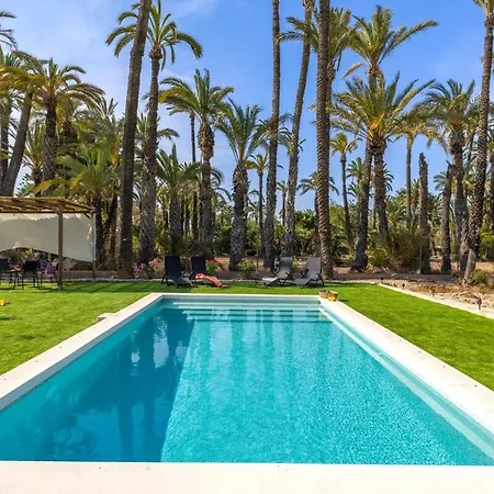Historical Palms By Fidalsa Elche